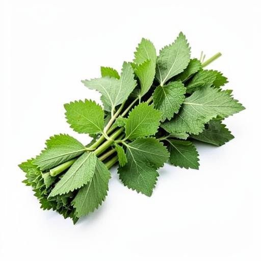 Urtica Dioica